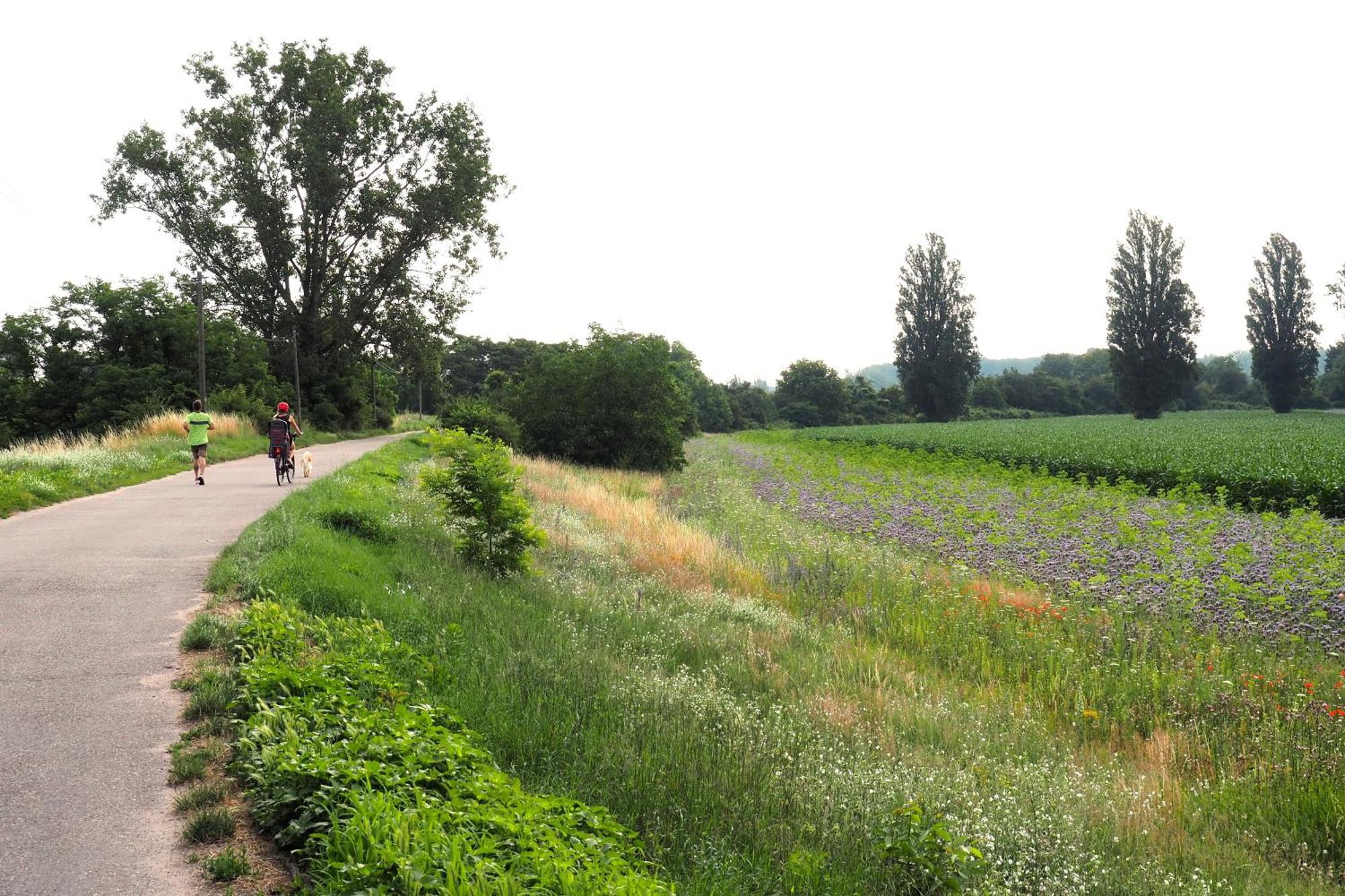 Hortensie スパイヤー エクステリア 写真